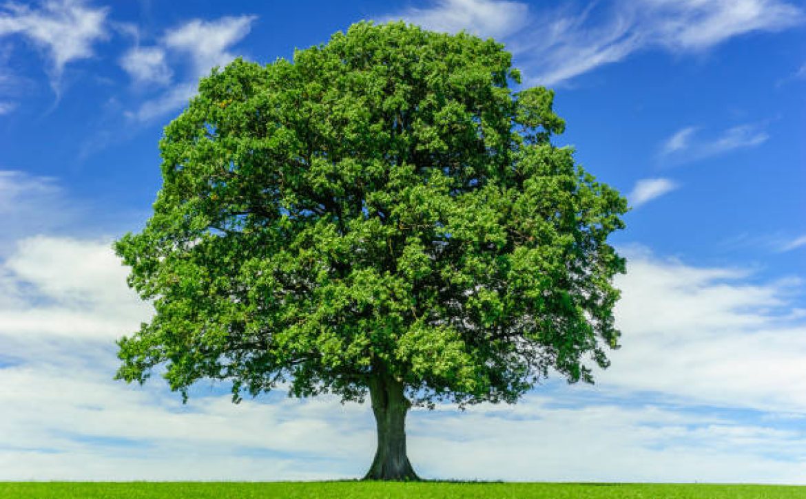 single big oak tree in meadow