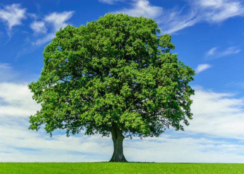 single big oak tree in meadow