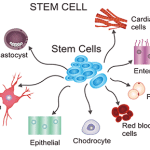 Magic of Stem cells...