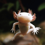 Axolotls Nature's Remarkable Regenerators