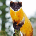 Nilgiri Marten